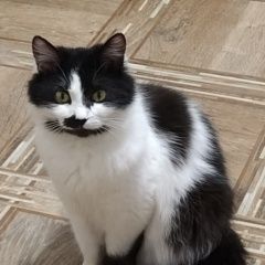 Подробнее об объявлении «Пенза Пропала кошка» Фото: пропала кошка  «Пенза Пропала кошка» в г. Пенза