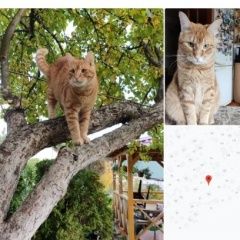 Подробнее об объявлении «Пропал кот в лупполово Санкт-Петербург» Фото: пропала кошка Мейн-кун «Пропал кот в лупполово Санкт-Петербург» в г. Санкт-Петербург