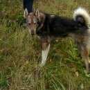 Подробнее об объявлении «Пропал кот собака Судогда» Фото: пропала кошка Норвежская лесная «Пропал кот собака Судогда» в г. Судогда