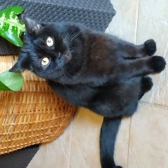 Подробнее об объявлении «Пропала кошка 27 августа Москва» Фото: пропала кошка Британская короткошерстная «Пропала кошка 27 августа Москва» в г. Москва