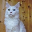 Подробнее об объявлении «Пропал кот мейн кун Сочи» Фото: пропала кошка Мейн-кун «Пропал кот мейн кун Сочи» в г. Сочи