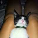 Подробнее об объявлении «Краснодар Пропал кот отблагодарим нашедшего» Фото: пропала кошка  «Краснодар Пропал кот отблагодарим нашедшего» в г. Краснодар