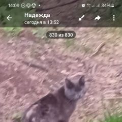 Подробнее об объявлении «Пропала кошка зовут мурка Екатеринбург» Фото: пропала кошка Британская короткошерстная кошка «Пропала кошка зовут мурка Екатеринбург» в г. Екатеринбург