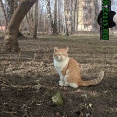 Подробнее об объявлении «Москва Пропал кот» Фото: пропала кошка  «Москва Пропал кот» в г. Москва