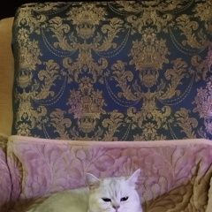 Подробнее об объявлении «Серебряные Пруды Пропал кот» Фото: пропала кошка Британская короткошерстная кошка «Серебряные Пруды Пропал кот» в г. Серебряные Пруды