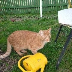 Подробнее об объявлении «Пропал кот Москва» Фото: пропала кошка  «Пропал кот Москва» в г. Москва