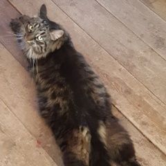 Подробнее об объявлении «Пропал кот. Москва» Фото: пропала кошка  «Пропал кот. Москва» в г. Москва