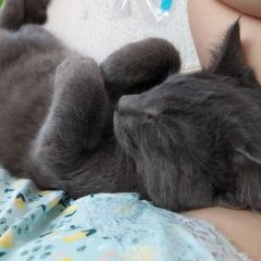 Подробнее об объявлении «Жуковский Пропал кот амур с катетором в лапе» Фото: пропала кошка  «Жуковский Пропал кот амур с катетором в лапе» в г. Жуковский