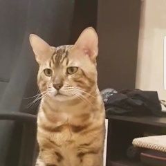 Подробнее об объявлении «Саратов Пропал кот бенгальский кот» Фото: пропала кошка Бенгальская «Саратов Пропал кот бенгальский кот» в г. Саратов