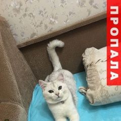 Подробнее об объявлении «Пропал кот Краснодар» Фото: пропала кошка Британская короткошерстная «Пропал кот Краснодар» в г. Краснодар