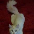 Подробнее об объявлении «Подольск Пропал кот белый, пушистый по кличке вася» Фото: пропала кошка  «Подольск Пропал кот белый, пушистый по кличке вася» в г. Подольск