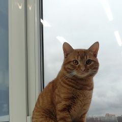 Подробнее об объявлении «Москва Пропал кот чук.» Фото: пропала кошка  «Москва Пропал кот чук.» в г. Москва
