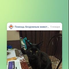 Подробнее об объявлении «Пропал кот 4 января молодой. Тамбов» Фото: пропала кошка  «Пропал кот 4 января молодой. Тамбов» в г. Тамбов