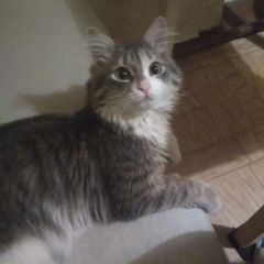 Подробнее об объявлении «Пропал кот Немчиновка» Фото: пропала кошка  «Пропал кот Немчиновка» в г. Немчиновка