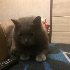 Подробнее об объявлении «Хабаровск Пропал кот» Фото: пропала кошка  «Хабаровск Пропал кот» в г. Хабаровск