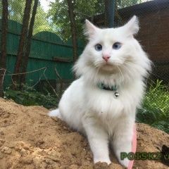 Подробнее об объявлении «Пропал кот Москва» Фото: пропала кошка Турецкая ангора «Пропал кот Москва» в г. Москва