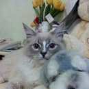 Подробнее об объявлении «Мытищи Пропал кот» Фото: пропала кошка Невская маскарадная «Мытищи Пропал кот» в г. Мытищи