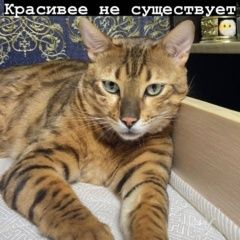 Подробнее об объявлении «Пропал кот Альметьевск» Фото: пропала кошка Бенгальская кошка «Пропал кот Альметьевск» в г. Альметьевск