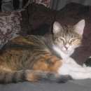 Подробнее об объявлении «Пропала кошка Воркута» Фото: пропала кошка  «Пропала кошка Воркута» в г. Воркута