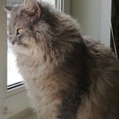 Подробнее об объявлении «Орел Пропал кот кузя» Фото: пропала кошка  «Орел Пропал кот кузя» в г. Орел