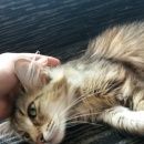Подробнее об объявлении «Сургут Пропала кошка» Фото: пропала кошка  «Сургут Пропала кошка» в г. Сургут