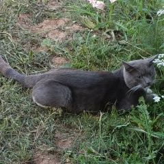 Подробнее об объявлении «Пропал кот дымчатый кот Гатчина» Фото: пропала кошка  «Пропал кот дымчатый кот Гатчина» в г. Гатчина