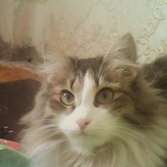 Подробнее об объявлении «Ангарск Пропала кошка помогите» Фото: пропала кошка  «Ангарск Пропала кошка помогите» в г. Ангарск