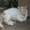 Подробнее об объявлении «Пропал кот раменский район, дер. Верея» Фото: пропала кошка  «Пропал кот раменский район, дер. Верея» в г. Верея