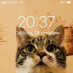Подробнее об объявлении «Москва Пропала кошка» Фото: пропала кошка  «Москва Пропала кошка» в г. Москва