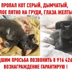Подробнее об объявлении «Москва Пропала кошка» Фото: пропала кошка  «Москва Пропала кошка» в г. Москва
