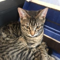 Подробнее об объявлении «Лобня Пропала кошка» Фото: пропала кошка  «Лобня Пропала кошка» в г. Лобня