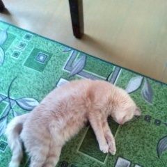 Подробнее об объявлении «Сосновоборск (Красноярский край) Пропала кошка июнь 19» Фото: пропала кошка  «Сосновоборск (Красноярский край) Пропала кошка...» в г. Сосновоборск (Красноярский край)