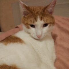 Подробнее об объявлении «Пропал кот  Санкт-Петербург» Фото: пропала кошка  «Пропал кот  Санкт-Петербург» в г. Санкт-Петербург