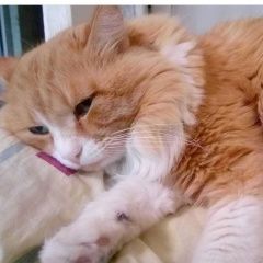 Подробнее об объявлении «Жуковский Пропал кот» Фото: пропала кошка  «Жуковский Пропал кот» в г. Жуковский