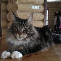 Подробнее об объявлении «Жуковский Пропал кот» Фото: пропала кошка Мейн-кун «Жуковский Пропал кот» в г. Жуковский