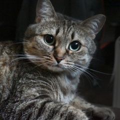 Подробнее об объявлении «Пропала кошка Воронеж» Фото: пропала кошка  «Пропала кошка Воронеж» в г. Воронеж