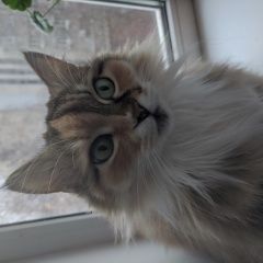 Подробнее об объявлении «Луганск Пропала кошка» Фото: пропала кошка  «Луганск Пропала кошка» в г. Луганск