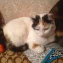 Подробнее об объявлении «Электроугли Пропала кошка. горьковские болота» Фото: пропала кошка  «Электроугли Пропала кошка. горьковские болота» в г. Электроугли