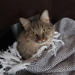 Подробнее об объявлении «Москва Пропала кошка» Фото: пропала кошка  «Москва Пропала кошка» в г. Москва