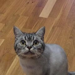 Подробнее об объявлении «Пропал кот sos Щелково» Фото: пропала кошка Британская короткошерстная «Пропал кот sos Щелково» в г. Щелково