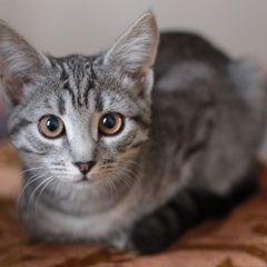 Подробнее об объявлении «Москва Пропал кот» Фото: пропала кошка  «Москва Пропал кот» в г. Москва