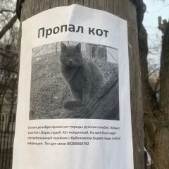 Подробнее об объявлении «Пропал кот Ростов-на-Дону» Фото: пропала кошка Русская голубая «Пропал кот Ростов-на-Дону» в г. Ростов-на-Дону