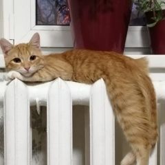 Подробнее об объявлении «Москва Пропал кот рыжий кот» Фото: пропала кошка  «Москва Пропал кот рыжий кот» в г. Москва