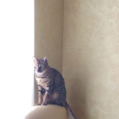 Подробнее об объявлении «Подольск Пропала кошка европейская долина 2» Фото: пропала кошка Бенгальская «Подольск Пропала кошка европейская долина 2» в г. Подольск