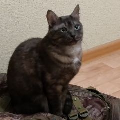 Картинка пропала кошка В городе Северск потерялся кот. Северск