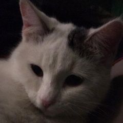 Подробнее об объявлении «Саратов Пропала кошка» Фото: пропала кошка  «Саратов Пропала кошка» в г. Саратов