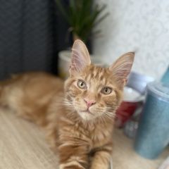 Подробнее об объявлении «Апрелевка Пропала кошка рыжий мейнкун.» Фото: пропала кошка Мейн-кун «Апрелевка Пропала кошка рыжий мейнкун.» в г. Апрелевка