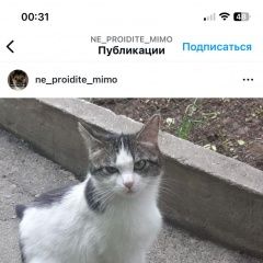 Подробнее об объявлении «Пропала кошка Шымкент (Чимкент)» Фото: пропала кошка  «Пропала кошка Шымкент (Чимкент)» в г. Шымкент (Чимкент)