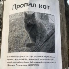 Подробнее об объявлении «Пропал кот Ростов-на-Дону» Фото: пропала кошка  «Пропал кот Ростов-на-Дону» в г. Ростов-на-Дону