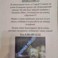 Подробнее об объявлении «Пропал кот Ростов-на-Дону» Фото: пропала кошка Йоркширский терьер «Пропал кот Ростов-на-Дону» в г. Ростов-на-Дону
